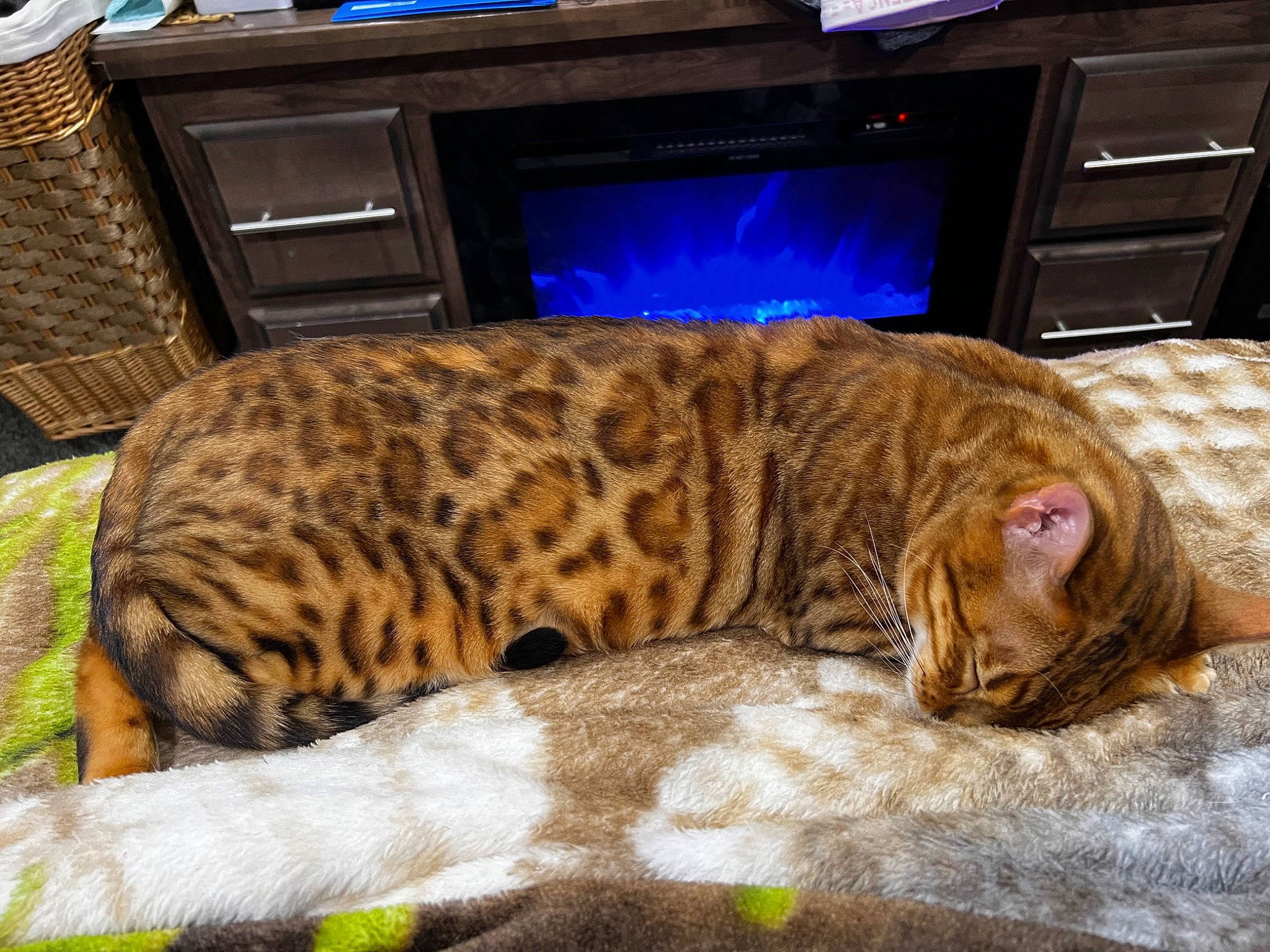 Joe Joe joined the competition — help win amazing prizes! big_cats, cabinetry, carnivore, cat, comfort, computer_keyboard, domestic_short_haired_cat, fawn, felidae, fur, home_appliance, leopard, mammal, small_to_medium_sized_cats, snout, tail, television, terrestrial_animal, whiskers, wood