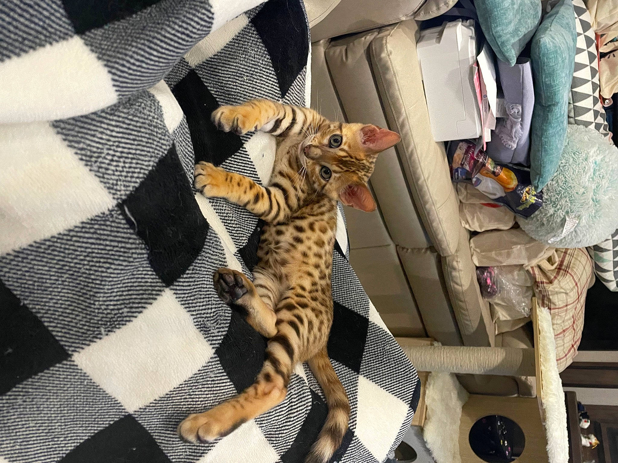 Joe Joe is registered to the contest to win money with this photo: auto_part, big_cats, car_seat, carnivore, comfort, felidae, foot, fur, jaguar, leopard, linens, organism, pattern, room, small_to_medium_sized_cats, snout, tail, terrestrial_animal, whiskers, wildlife