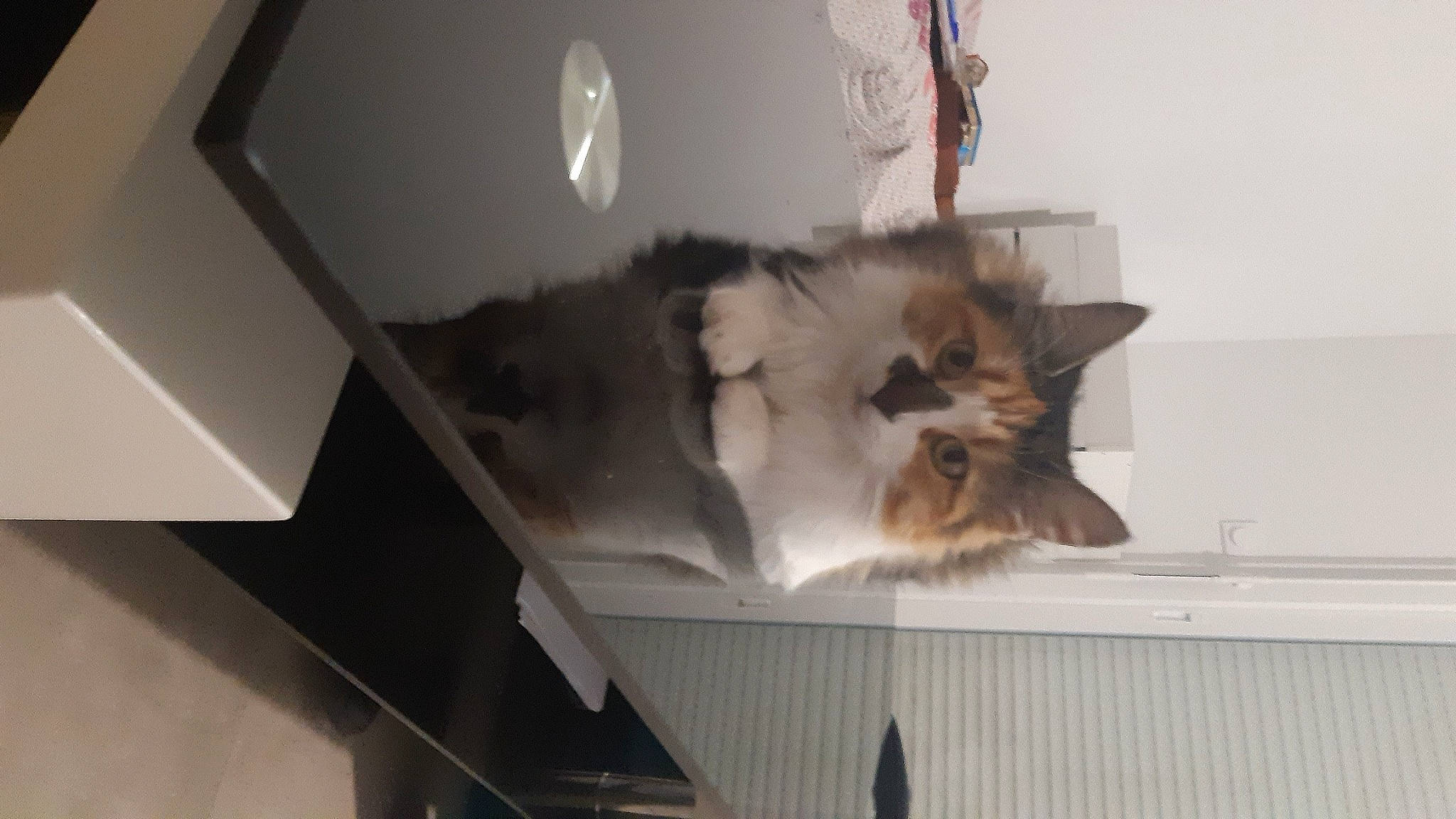 Catalina a rejoint le concours — aidez-le/la à gagner de superbes lots ! canidae, carnivore, cat, domestic_long_haired_cat, felidae, kitten, mammal, norwegian_forest_cat, persian, small_to_medium_sized_cats, whiskers