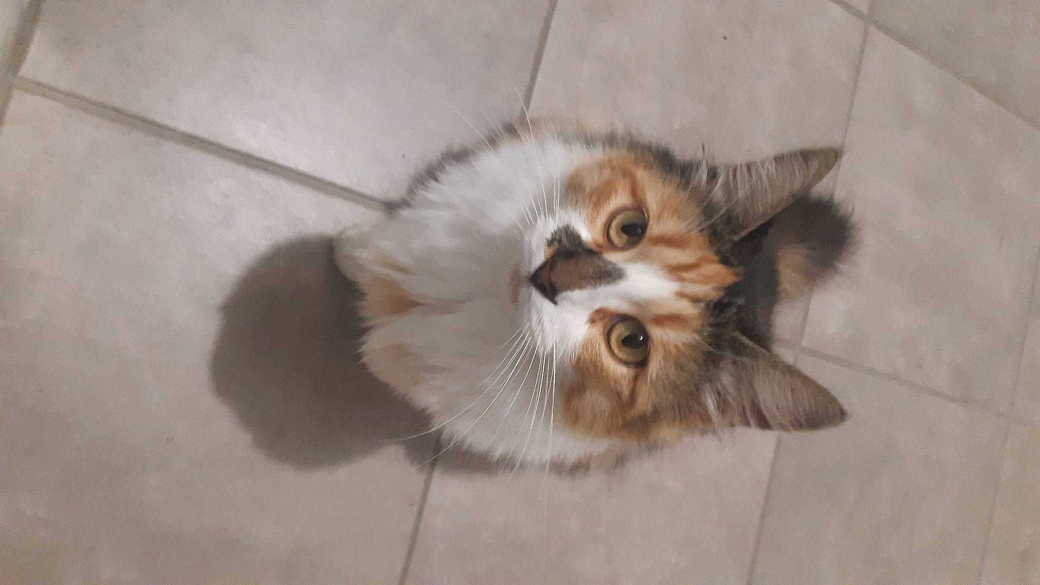 Catalina a rejoint le concours — aidez-le/la à gagner de superbes lots ! aegean_cat, carnivore, cat, domestic_long_haired_cat, fawn, felidae, fur, kitten, mammal, munchkin, norwegian_forest_cat, persian, ragamuffin, small_to_medium_sized_cats, snout, somali, tail, whiskers