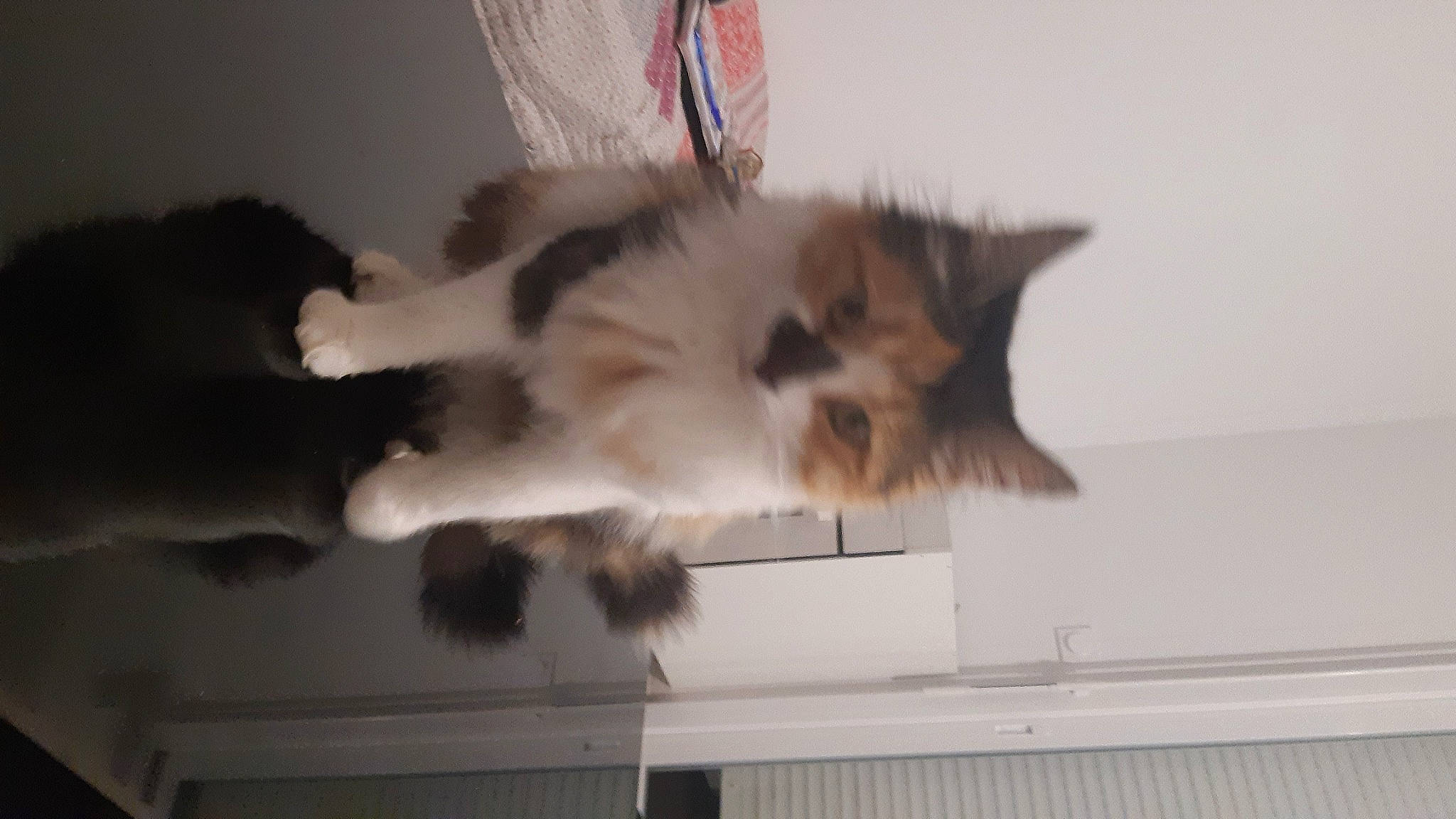 Catalina a rejoint le concours — aidez-le/la à gagner de superbes lots ! british_semi_longhair, carnivore, cat, domestic_long_haired_cat, fawn, felidae, himalayan, kitten, mammal, norwegian_forest_cat, persian, ragamuffin, small_to_medium_sized_cats, whiskers