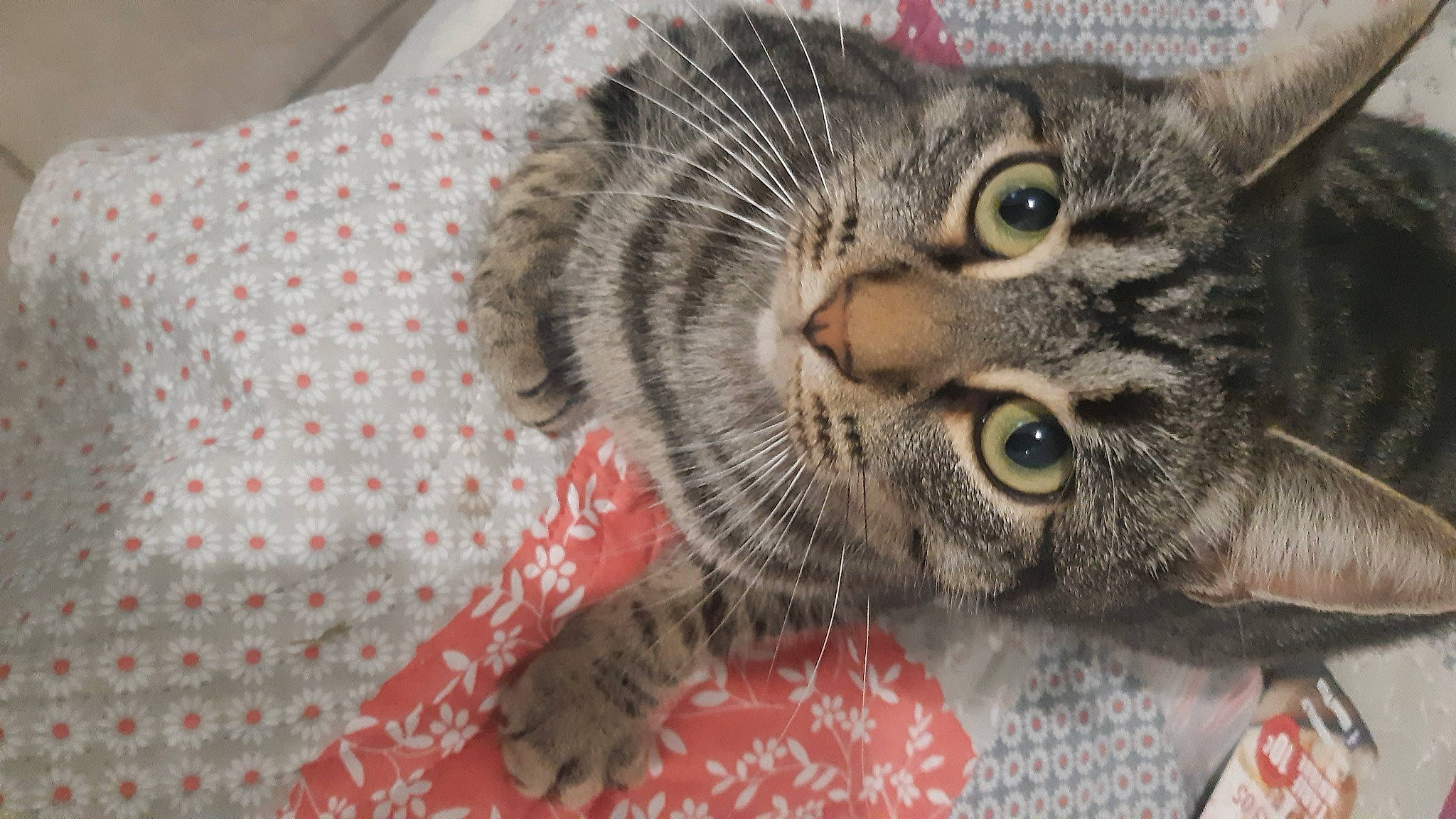 Boumboulet a rejoint le concours — aidez-le/la à gagner de superbes lots ! american_shorthair, asian, california_spangled, carnivore, cat, domestic_short_haired_cat, dragon_li, european_shorthair, eye, felidae, fur, german_rex, kitten, mammal, pixie_bob, small_to_medium_sized_cats, snout, tabby_cat, toyger, whiskers