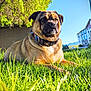 Chug joined the competition — help win amazing prizes! dog, grass, outdoor, sunlight, tree, collar, pet, animal, building, sky, greenery, nature, suburb, canine, fence, daylight, relaxed, mammal, portrait, domestic_animal