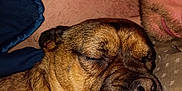 Chug is registered to the contest to win money with this photo: dog, sleeping, man, face, close_up, rest, companion, brown_fur, human, pet, indoor, blanket, cuddle, relaxation, beard, skin, comfort, nap, fur, portrait