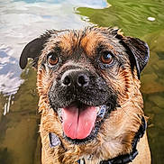 Chug is registered to the contest to win money with this photo: dog, wet, tongue_out, water, happy, pet, collar, closeup, animal, playful, summer, outdoor, canine, nature, smiling, fur, friendly, face, portrait, eyes