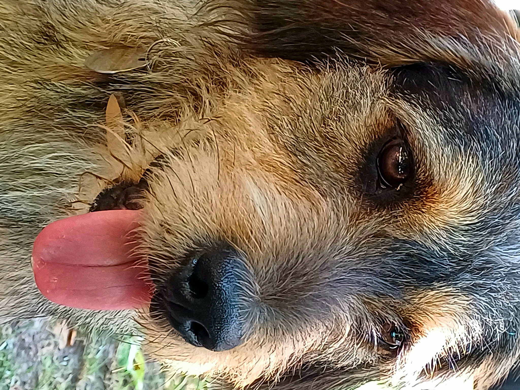 Néo a rejoint le concours — aidez-le/la à gagner de superbes lots ! border_terrier, canidae, carnivore, companion_dog, dog, dog_breed, eye, fawn, fur, liver, mustelidae, north_american_river_otter, otter, rodent, snout, sporting_group, terrestrial_animal, terrier, whiskers, wildlife