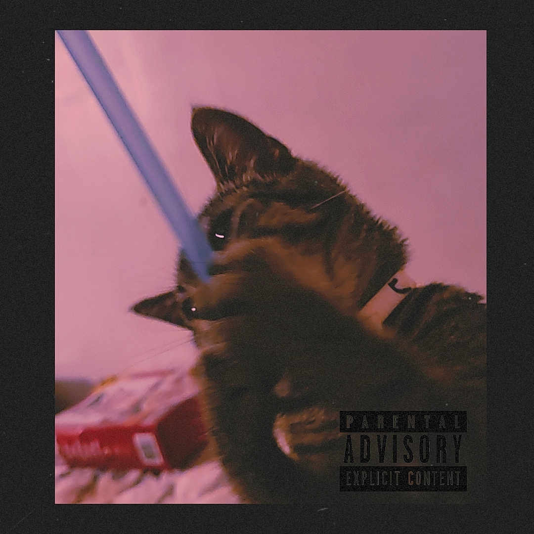 Coffee is registered to the contest to win money with this photo: abyssinian, animal, blackcat, bodypart, brush, cat, computer, device, electronics, face, finger, hand, head, kitten, laptop, manx, pc, person, pet, tool