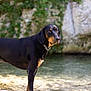 dog, canine, pet, black_coat, standing, water, shallow_water, riverbank, stones, rock_wall, vegetation, chain_collar, ears, muzzle, eyes, portrait, outdoor, nature, alert, sunlit
