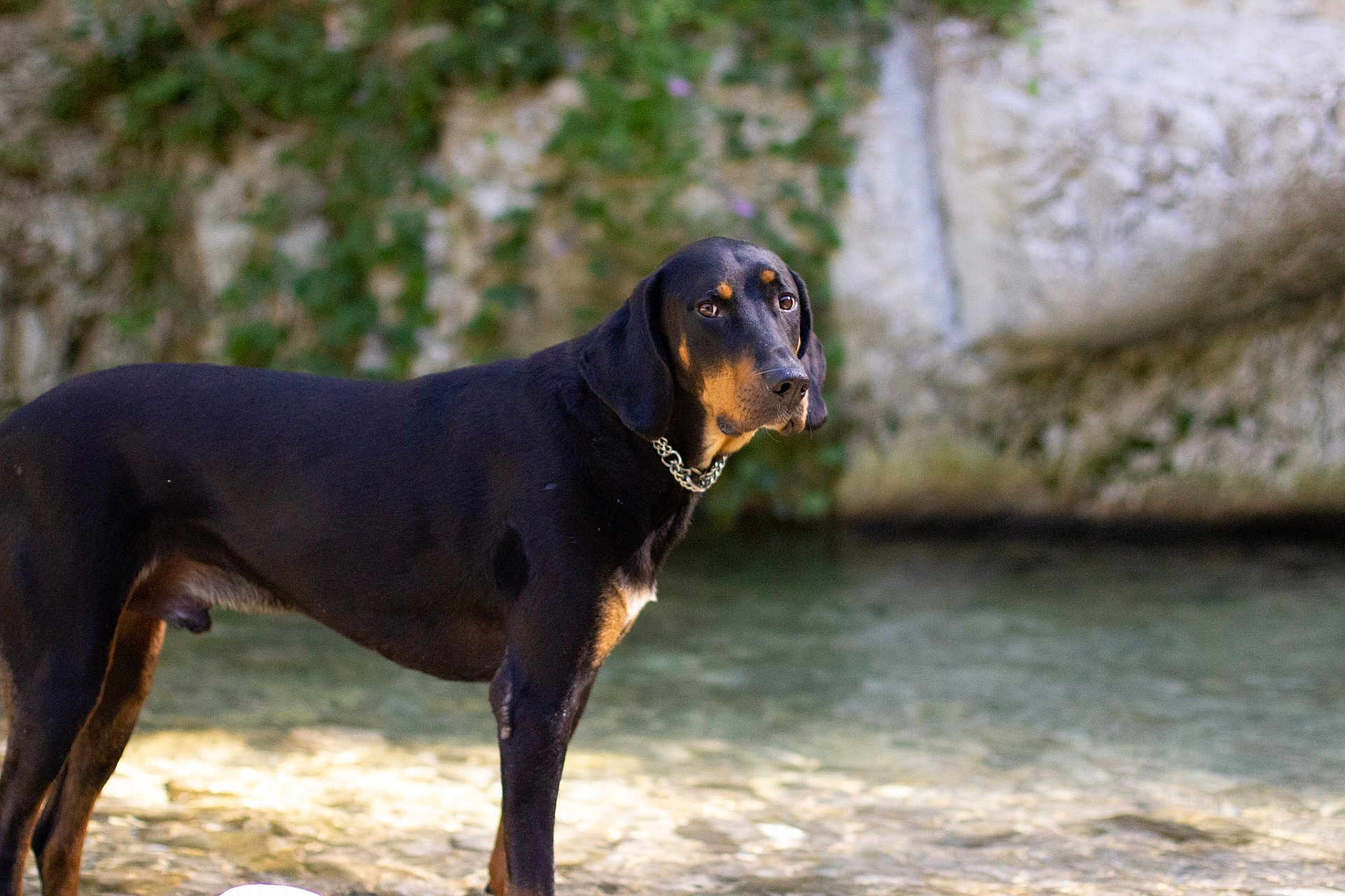 Ritchie participe au concours pour gagner de l'argent avec cette photo : dog, canine, pet, black_coat, standing, water, shallow_water, riverbank, stones, rock_wall, vegetation, chain_collar, ears, muzzle, eyes, portrait, outdoor, nature, alert, sunlit