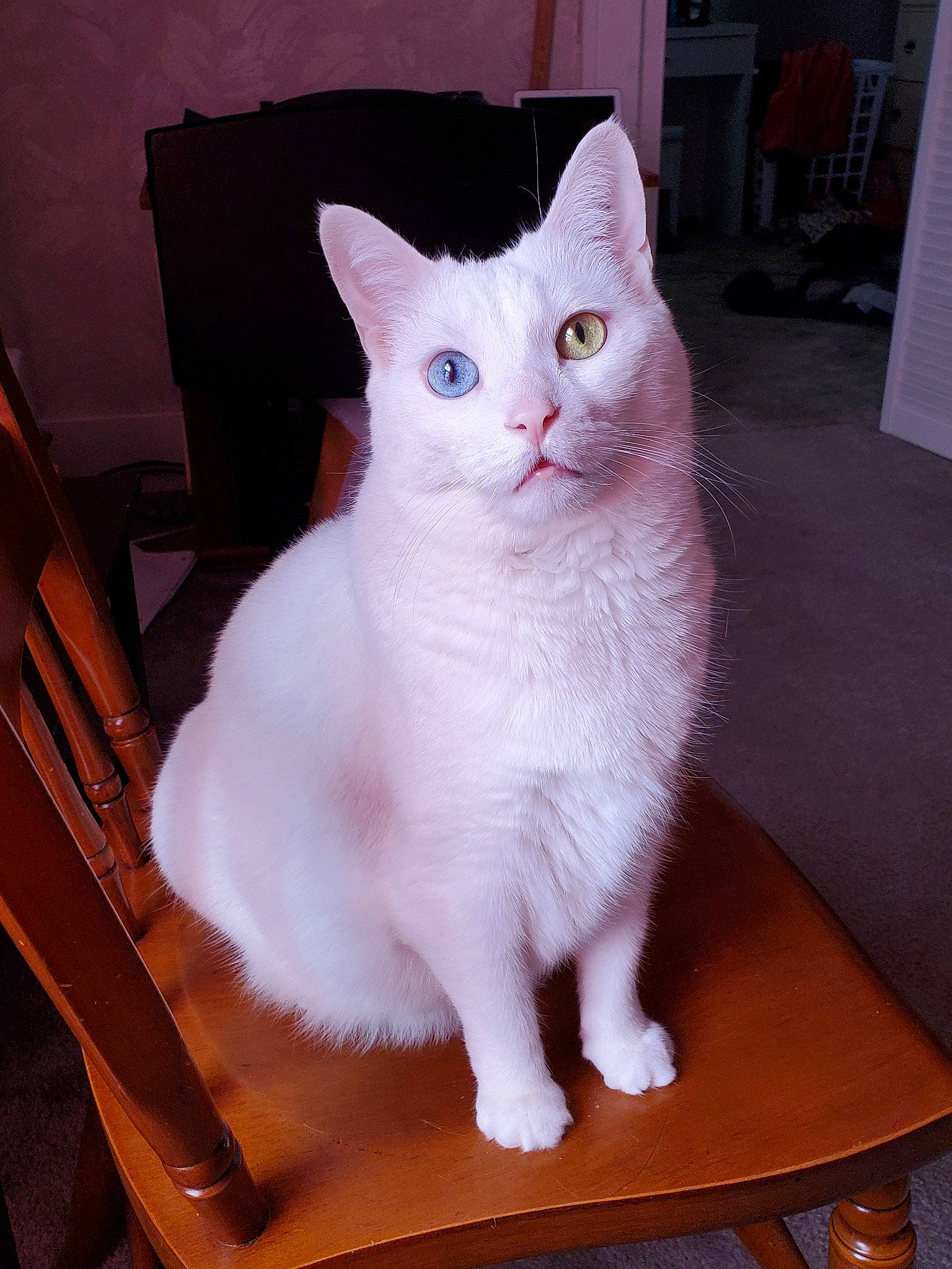 Ari is registered to the contest to win money with this photo: carnivore, cat, creative_arts, domestic_short_haired_cat, felidae, fur, hardwood, head, paw, small_to_medium_sized_cats, snout, tail, whiskers