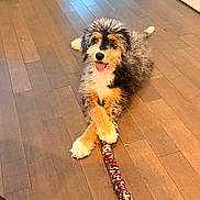Nala joined the competition — help win amazing prizes! dog, puppy, indoor, wooden_floor, toy, rope_toy, crossed_paws, happy, playful, pet, fur, smiling, tongue_out, animal, cute, domestic_animal, flooring, resting, looking_at_camera, house