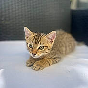 Tigrou a rejoint le concours — aidez-le/la à gagner de superbes lots ! animal, cat, closeup, curious, cute, domestic_cat, ears, feline, fur, kitten, lying_down, mammal, outdoor, paws, pet, small, soft_focus, tabby, whiskers, young