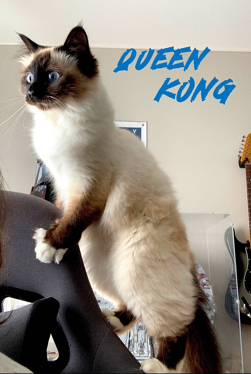 Zinos participe au concours pour gagner de l'argent avec cette photo : birman, carnivore, cat, comfort, fawn, felidae, fixture, font, foot, fur, musical_instrument, paw, photo_caption, siamese, small_to_medium_sized_cats, snout, tail, thai, whiskers, window