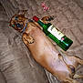 Sonny is registered to the contest to win money with this photo: