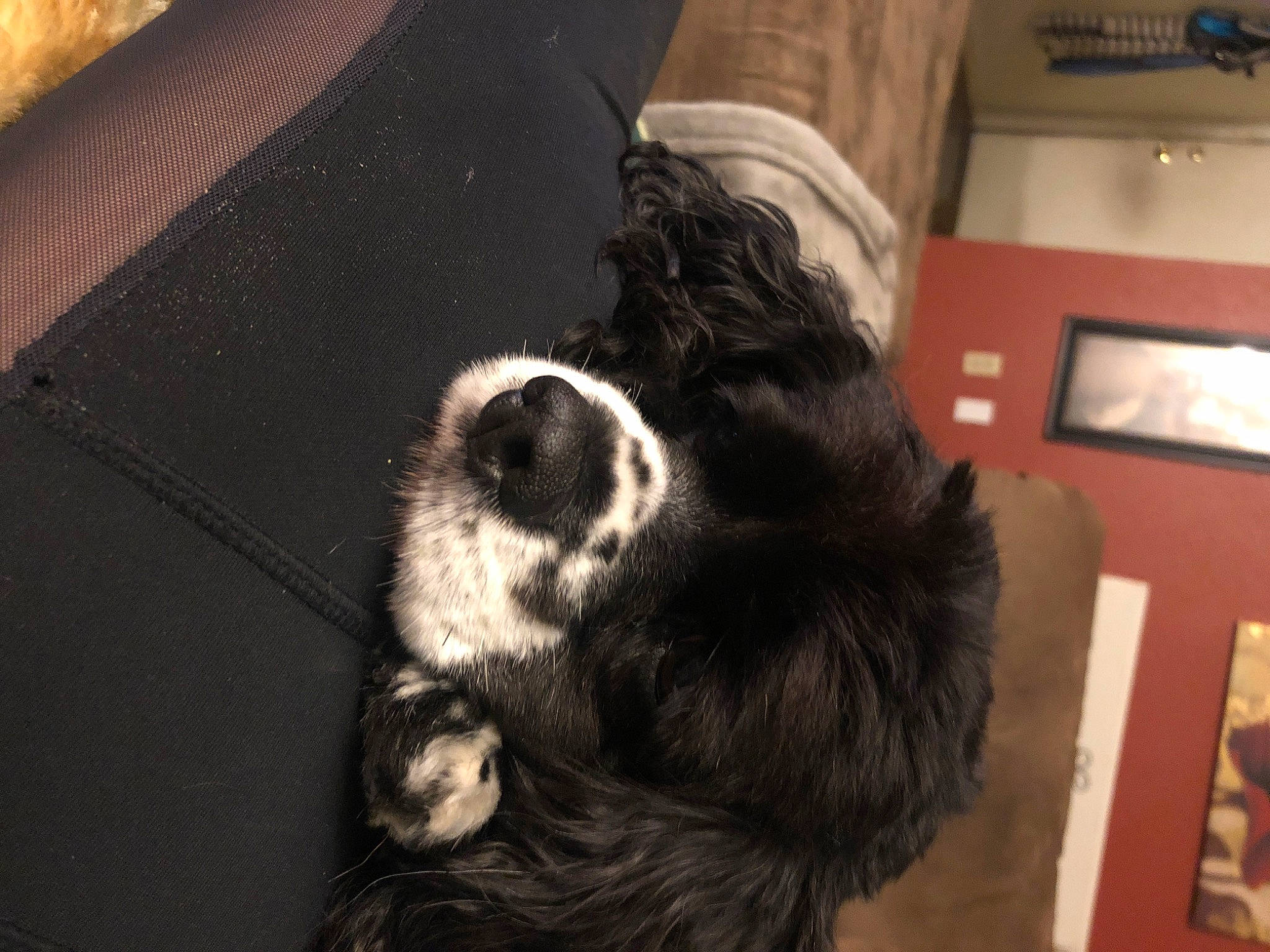 Oakley joined the competition — help win amazing prizes! canidae, carnivore, dog, dog_breed, puppy, sporting_group