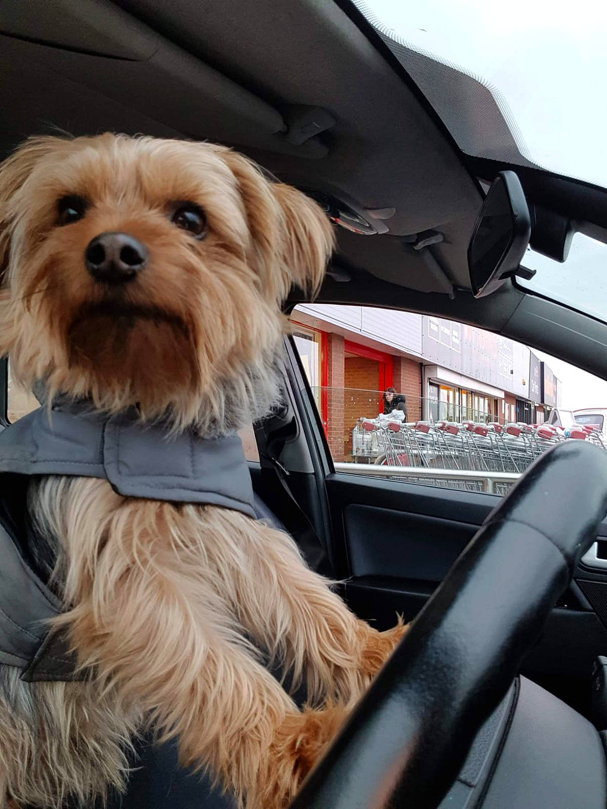 Billy joined the competition — help win amazing prizes! automotive_design, automotive_exterior, automotive_mirror, car, carnivore, collar, companion_dog, dog, dog_breed, hood, motor_vehicle, personal_luxury_car, sky, small_terrier, steering_wheel, terrier, toy_dog, vehicle, vehicle_door, windshield