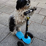 Olala participe au concours pour gagner de l'argent avec cette photo : animal, black_and_white, cute, daylight, dog, fluffy, fun, fur, handlebars, outdoor, pavement, pet, playful, scooter, side_view, small_dog, standing, transportation, vehicle, wheels