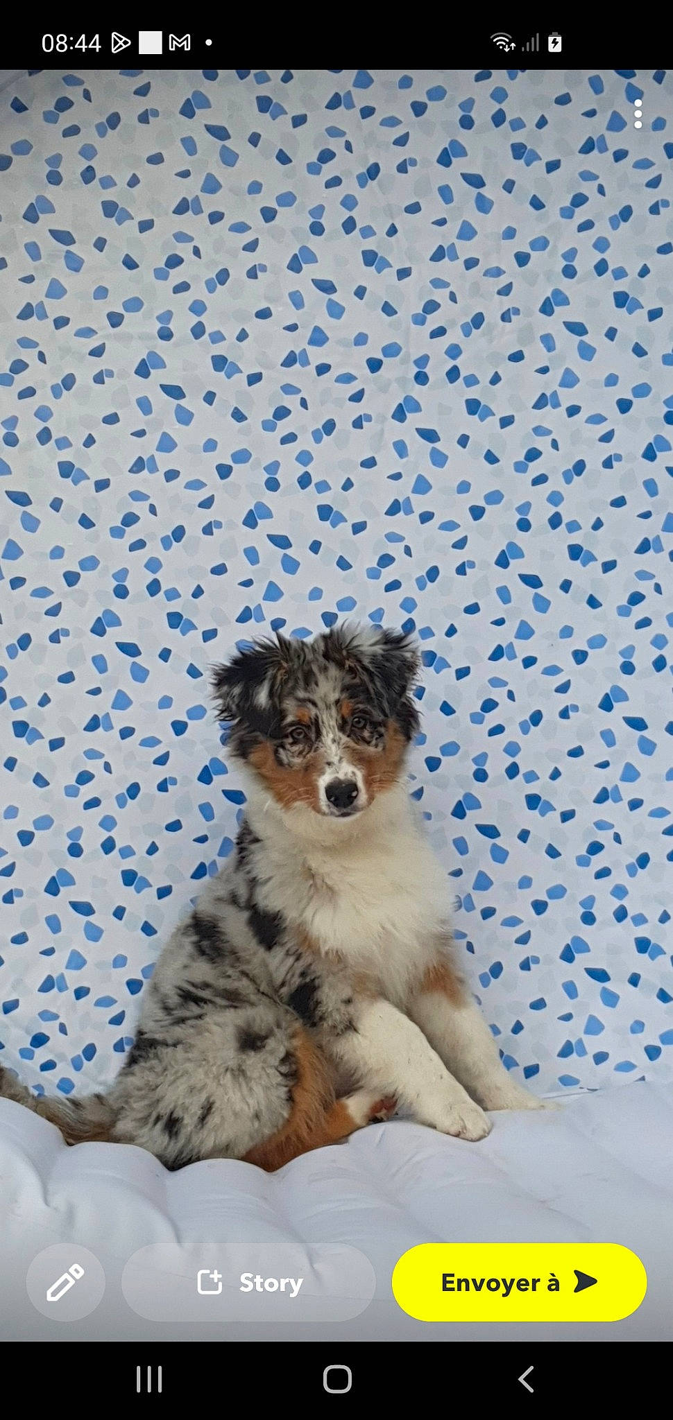 Tina participe au concours pour gagner de l'argent avec cette photo : azure, canidae, carnivore, companion_dog, dog, dog_breed, electric_blue, felidae, fur, herding_dog, paw, small_to_medium_sized_cats, snout, sporting_group, tail, terrestrial_animal, toy_dog, whiskers, winter, working_dog