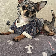 Trésor a rejoint le concours — aidez-le/la à gagner de superbes lots ! dog, chihuahua, pet, cozy, sweater, blanket, indoor, cute, small_dog, fur, ears, animal, relaxed, lying_down, portrait, face, curious, furniture, home, decor