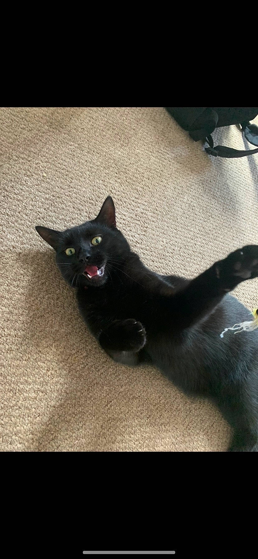 Lucifer is registered to the contest to win money with this photo: black_cat, bombay, carnivore, cat, comfort, domestic_short_haired_cat, felidae, flooring, fur, grey, metal, paw, shadow, small_to_medium_sized_cats, snout, tail, terrestrial_animal, tints_and_shades, vertebrate, whiskers