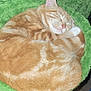 cat, orange_tabby, sleeping, cozy, curled_up, pet, fur, whiskers, animal, domestic_animal, cute, resting, bed, green, soft, fluffy, comfortable, relaxed, indoor, nap