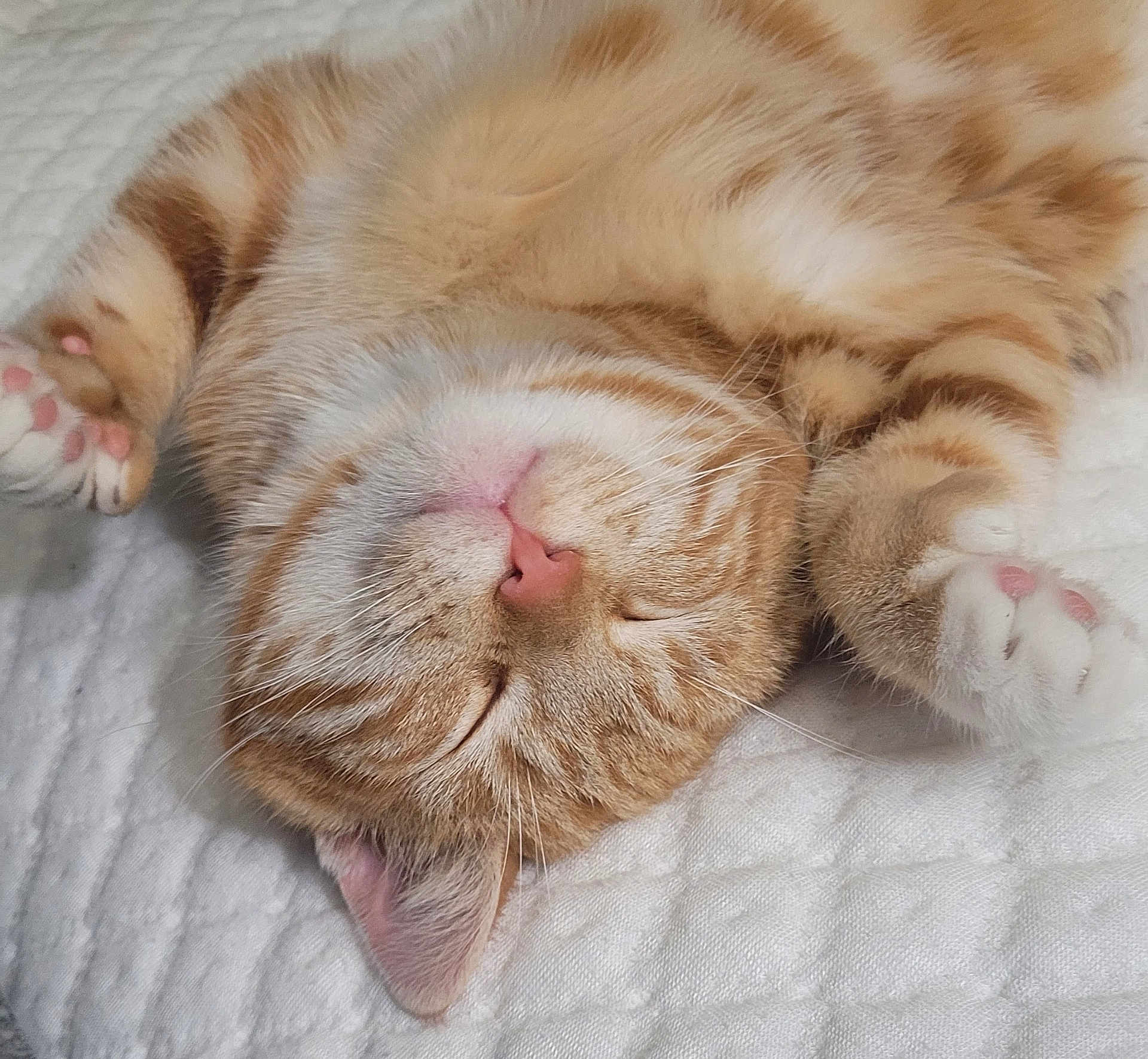 Nacho
