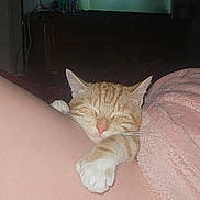 Nacho joined the competition — help win amazing prizes! cat, sleeping, ginger_cat, paw, blanket, human_skin, cozy, indoor, night, resting, cute, pet, feline, comfort, closeup, relaxation, animal, domestic_cat, snuggling, soft