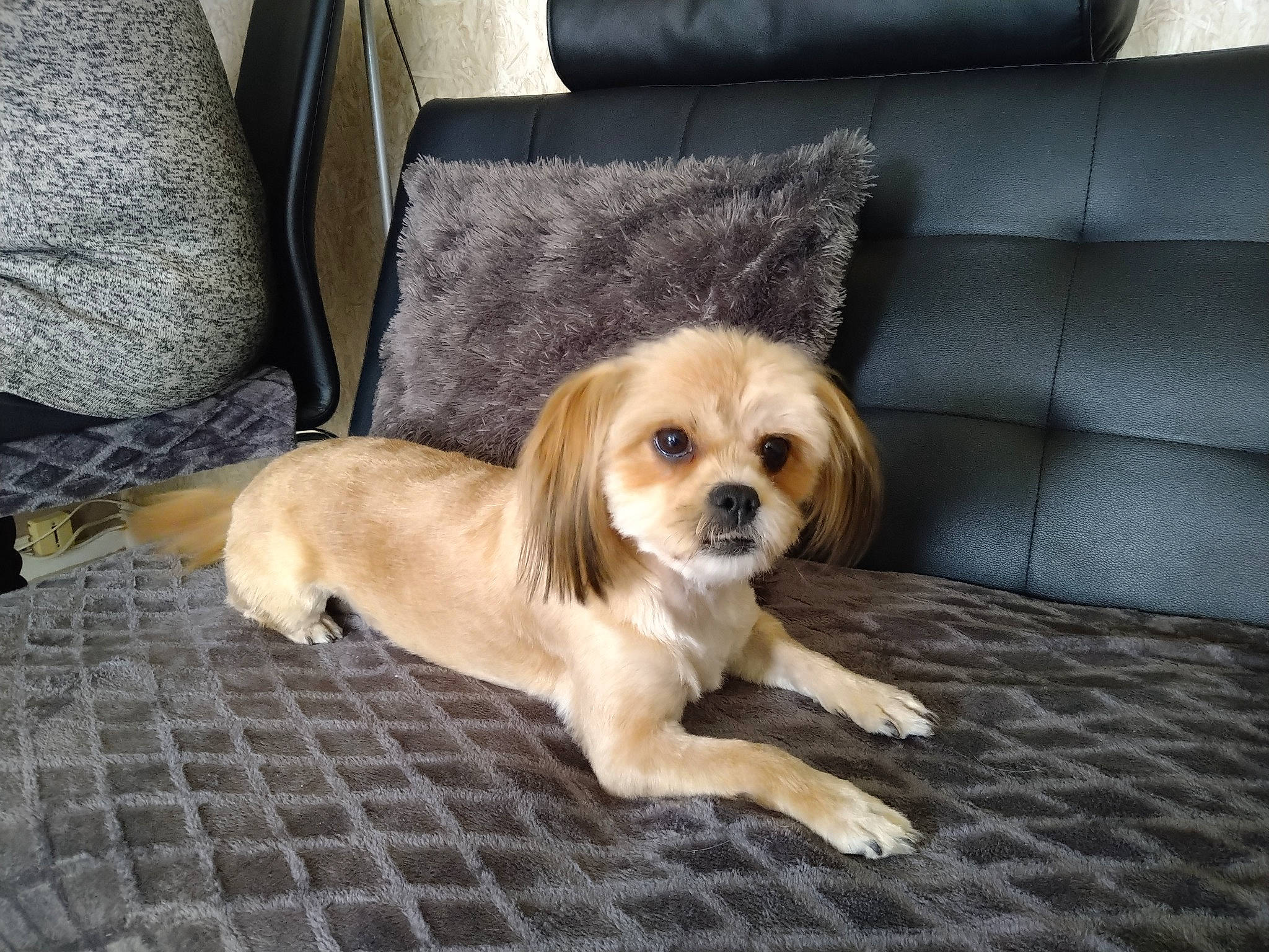 Donna a rejoint le concours — aidez-le/la à gagner de superbes lots ! canidae, carnivore, comfort, companion_dog, couch, dog, dog_breed, door, fawn, floor, flooring, fur, liver, snout, sporting_group, terrestrial_animal, toy_dog, whiskers, wood, working_animal