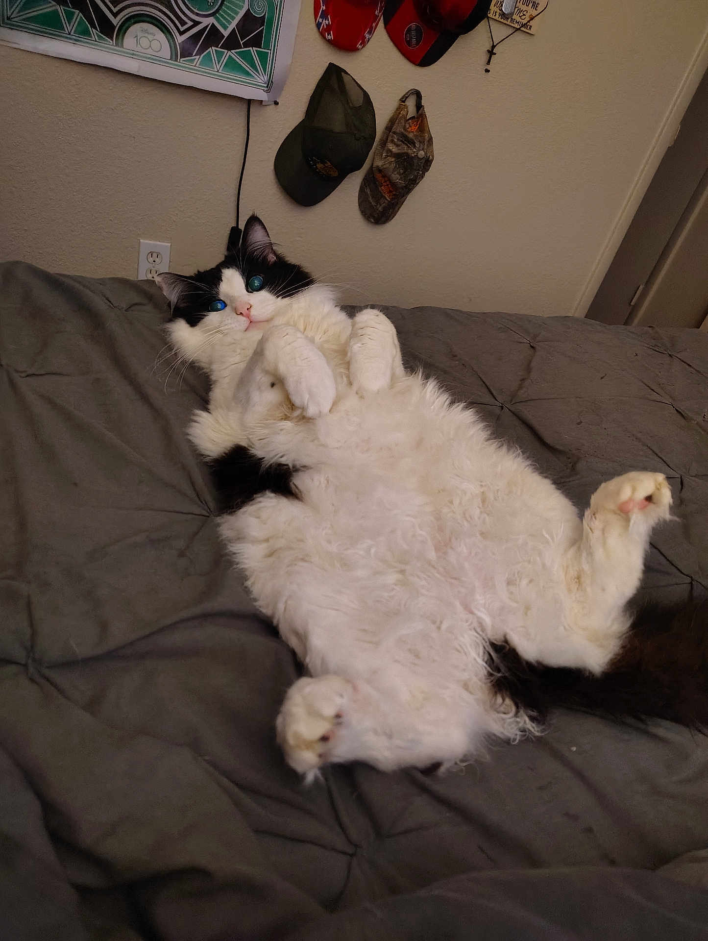 Moo Moo