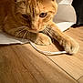 Mango joined the competition — help win amazing prizes! animal, cat, closeup, curious, cute, domestic_cat, feline, floor, fur, indoor, mammal, orange_cat, paper, paw, pet, playful, string, tabby, whiskers, wood_floor