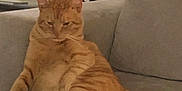 Mango joined the competition — help win amazing prizes! animal, blue_cup, cat, chair, couch, cozy, domestic_animal, furniture, home, indoor, living_room, mammal, orange_cat, pet, relaxed, resting, seated, striped, tabby_cat, table