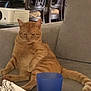 animal, blue_cup, cat, chair, couch, cozy, domestic_animal, furniture, home, indoor, living_room, mammal, orange_cat, pet, relaxed, resting, seated, striped, tabby_cat, table