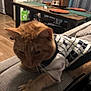 Mango is registered to the contest to win money with this photo: blurred_background, cat, chairs, couch, cozy, curtains, domestic, furniture, home, indoor, living_room, orange_cat, paw, pet, relaxing, stretching, sweater, table, whiskers, wooden_floor
