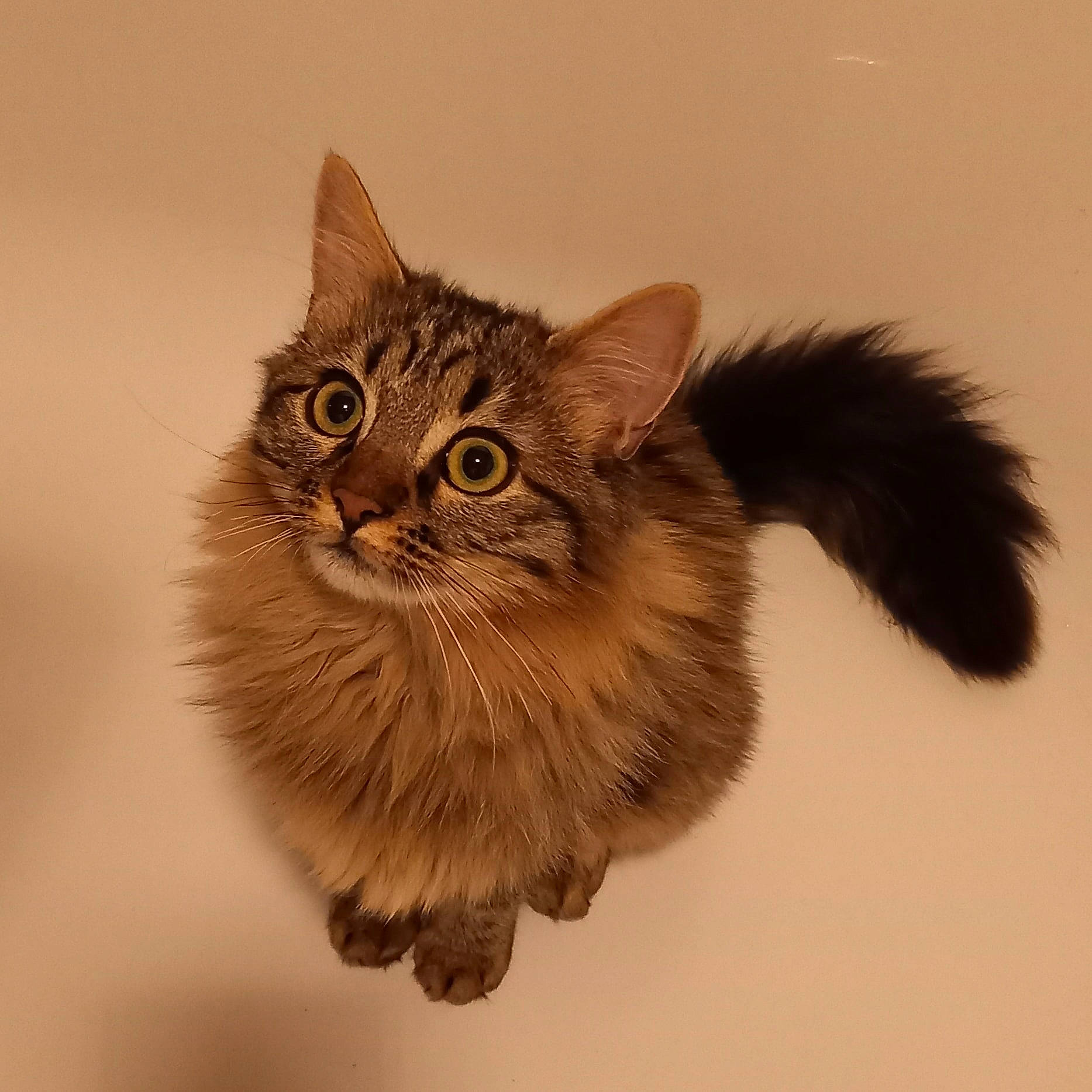 Sky participe au concours pour gagner de l'argent avec cette photo : art, carnivore, cat, claw, domestic_short_haired_cat, fawn, felidae, fur, illustration, painting, paw, small_to_medium_sized_cats, snout, somali, tail, terrestrial_animal, visual_arts, whiskers, wildlife, wood