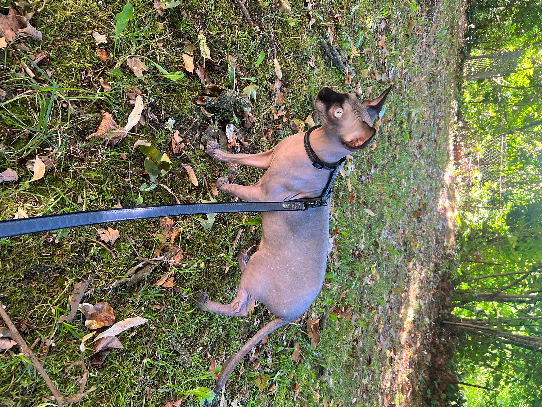 Lüffy a rejoint le concours — aidez-le/la à gagner de superbes lots ! carnivore, collar, companion_dog, dog, dog_breed, dog_collar, dog_supply, fawn, grass, leash, pet_supply, plant, snout, sporting_group, tail, terrestrial_animal, toy_dog, tree, trunk, working_animal