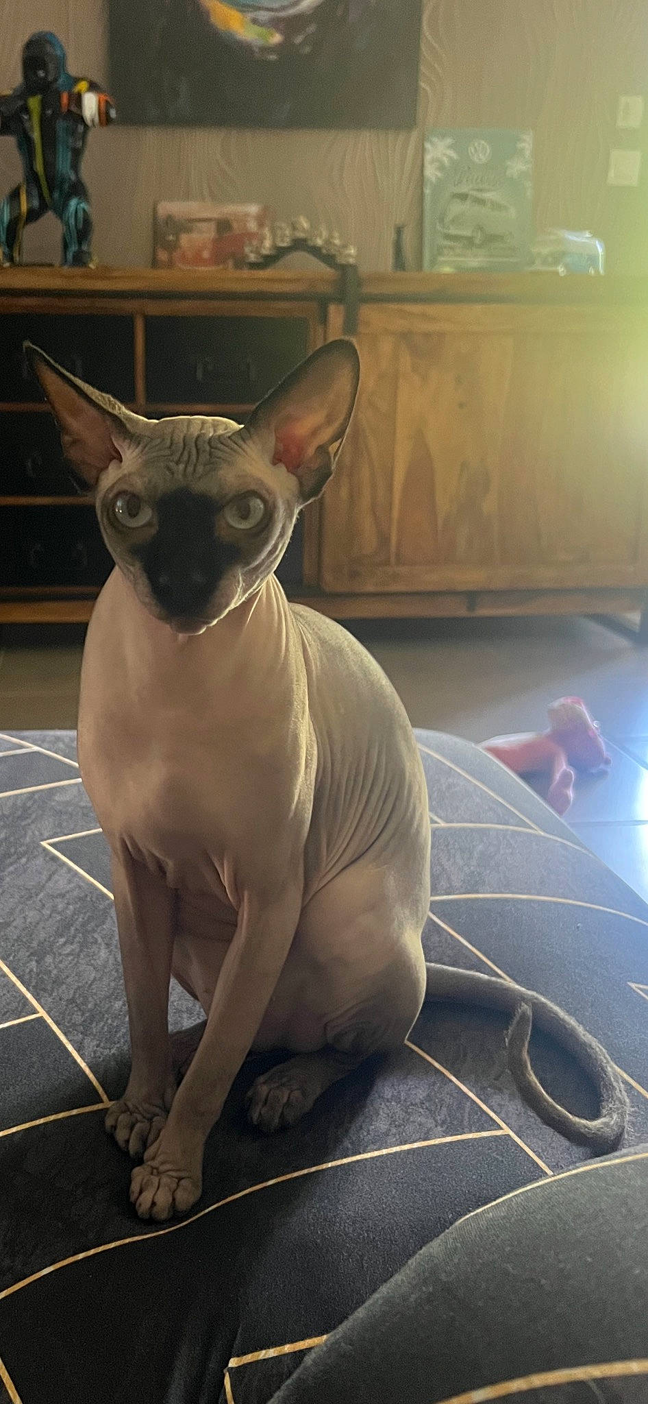 Lüffy a rejoint le concours — aidez-le/la à gagner de superbes lots ! canidae, carmine, carnivore, companion_dog, dog, dog_breed, ear, fawn, felidae, flooring, fur, grey, liver, non_sporting_group, snout, tail, terrestrial_animal, toy_dog, whiskers, working_animal