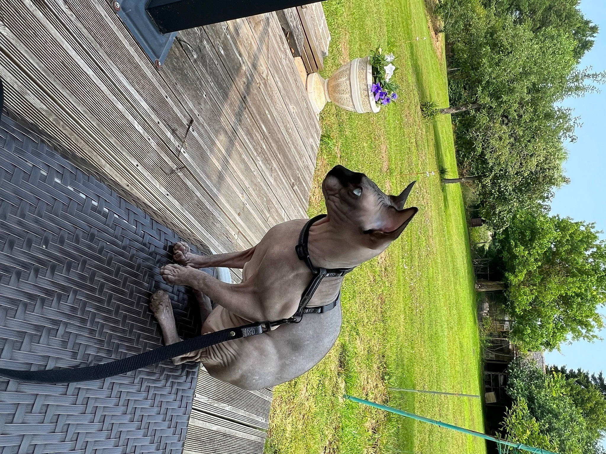 Lüffy a rejoint le concours — aidez-le/la à gagner de superbes lots ! collar, dog_breed, fawn, grass, metal, pet_supply, plant, sculpture, sky, snout, tail, terrestrial_animal, tree, trunk, wildlife, wood