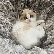 Cassian joined the competition — help win amazing prizes! kitten, cat, blue_eyes, fur, fluffy, pet, animal, cute, cozy, soft, blanket, resting, young, indoor, comfort, feline, small, adorable, relaxed, curious