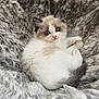kitten, cat, blue_eyes, fur, fluffy, pet, animal, cute, cozy, soft, blanket, resting, young, indoor, comfort, feline, small, adorable, relaxed, curious