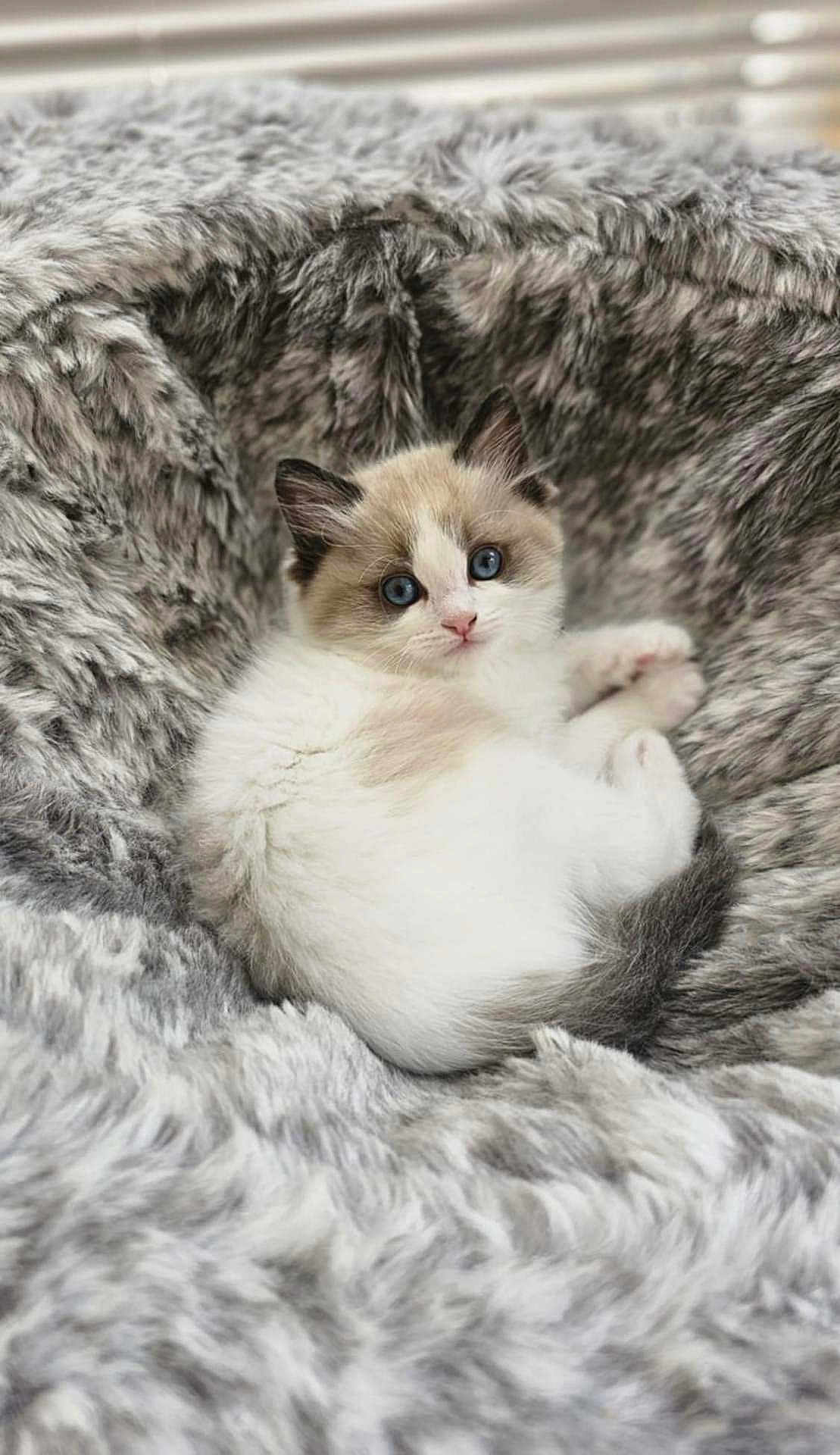 Cassian joined the competition — help win amazing prizes! kitten, cat, blue_eyes, fur, fluffy, pet, animal, cute, cozy, soft, blanket, resting, young, indoor, comfort, feline, small, adorable, relaxed, curious