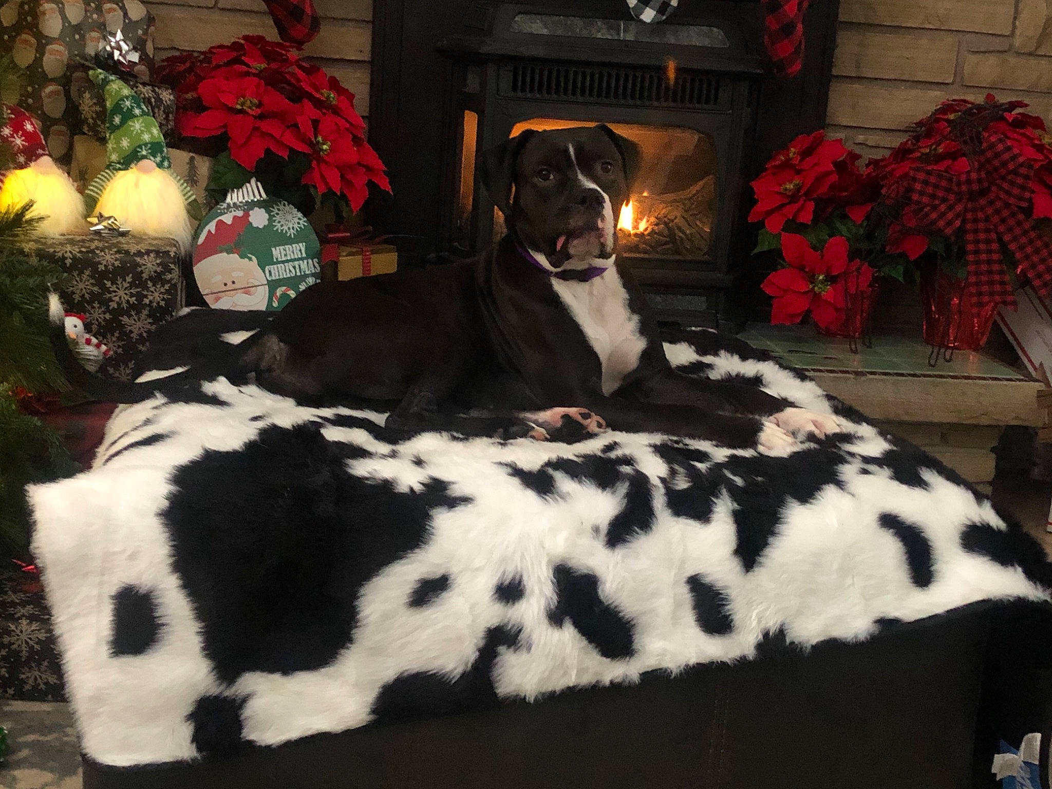 Mac is registered to the contest to win money with this photo: borador, canidae, carnivore, christmas, collar, companion_dog, dog, dog_breed, dog_collar, dog_supply, fire_screen, floral_design, flower_arranging, fur, hearth, home, living_room, sporting_group, working_animal, working_dog