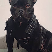 Pudgy joined the competition — help win amazing prizes! dog, black_dog, pet, harness, sitting, indoor, animal, canine, ears_up, alert, fur, paw, snout, companion, domestic_animal, cute, friendly, mammal, portrait, pet_accessory