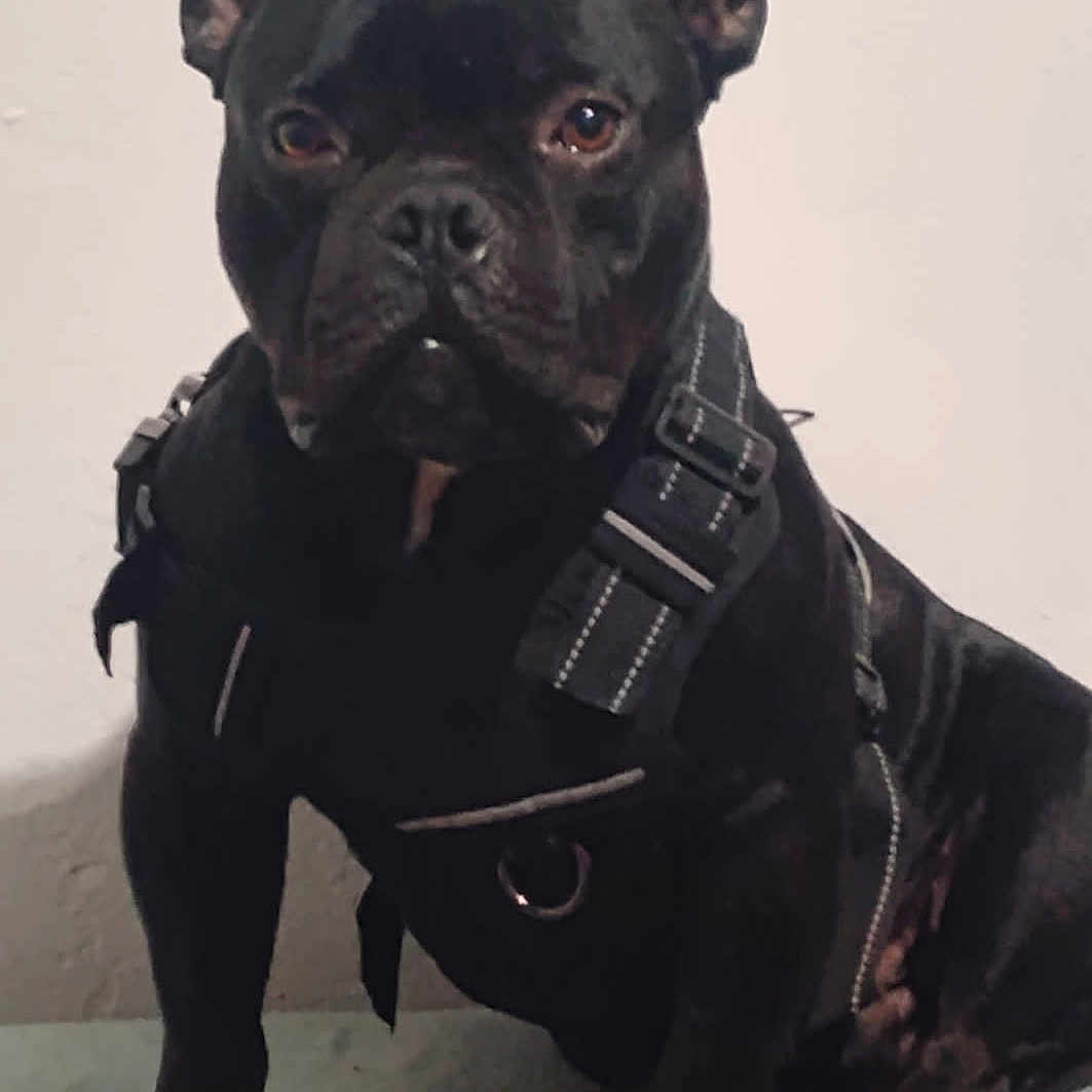 Pudgy joined the competition — help win amazing prizes! alert, animal, black_dog, canine, companion, cute, dog, domestic_animal, ears_up, friendly, fur, harness, indoor, mammal, paw, pet, pet_accessory, portrait, sitting, snout