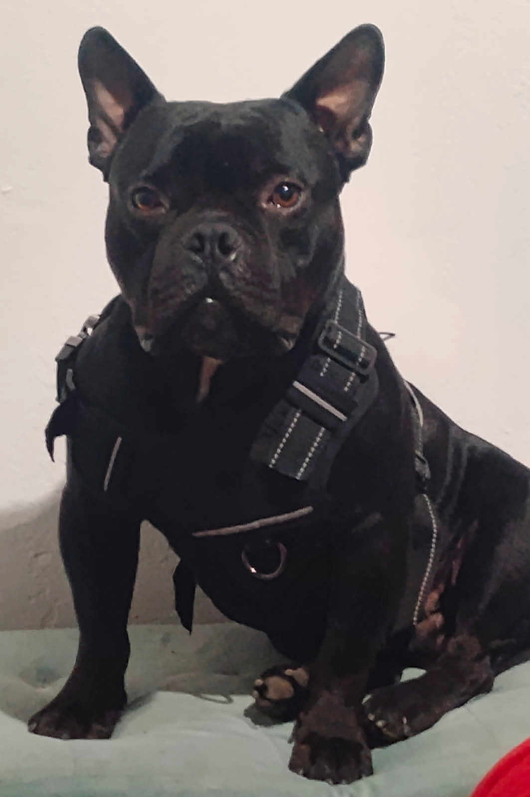 Pudgy joined the competition — help win amazing prizes! dog, black_dog, pet, harness, sitting, indoor, animal, canine, ears_up, alert, fur, paw, snout, companion, domestic_animal, cute, friendly, mammal, portrait, pet_accessory