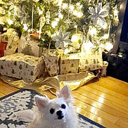 Twinkle is registered to the contest to win money with this photo: animal, christmas_tree, cozy, decorations, dog, ears, festive, fur, gift_wrap, holiday, indoor, lights, ornaments, pet, presents, rug, sitting, small_dog, white_dog, wooden_floor