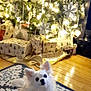 animal, christmas_tree, cozy, decorations, dog, ears, festive, fur, gift_wrap, holiday, indoor, lights, ornaments, pet, presents, rug, sitting, small_dog, white_dog, wooden_floor