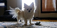Twinkle is registered to the contest to win money with this photo: animal, backlighting, blurry, curtains, dog, domestic, door, floor, fluffy, home, indoor, light, living_room, patterned_rug, pet, rug, shadow, small_dog, toy, window_blinds