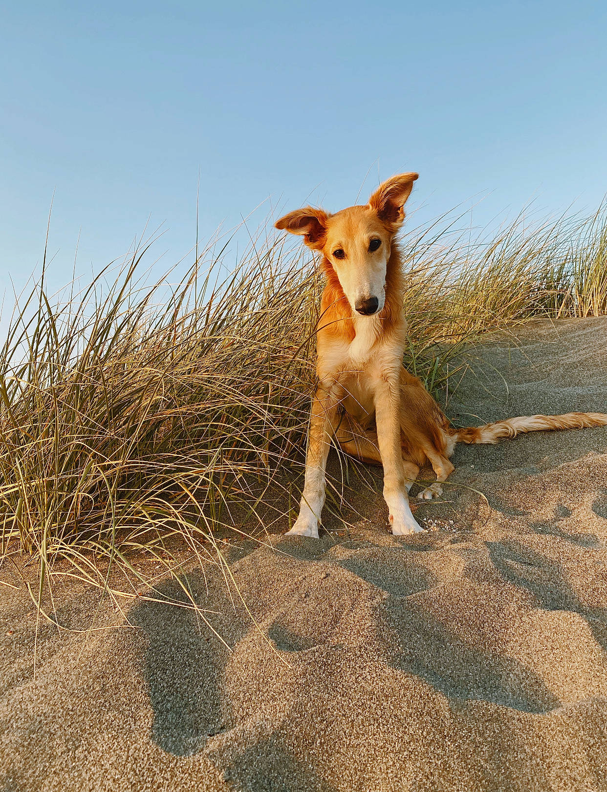 Marlo The Silken Windhound