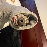 Enzo is registered to the contest to win money with this photo: auto_part, button, ceiling, circle, door, door_handle, elbow, fashion_accessory, flooring, fur, hardwood, human_leg, linens, metal, plywood, sleeve, snout, wood, wool, wrist