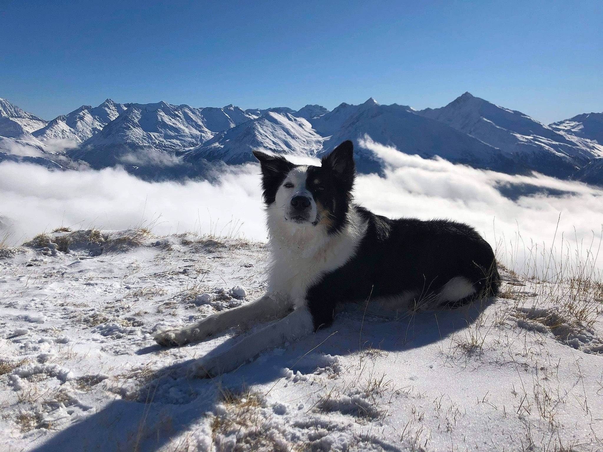 Onyx a rejoint le concours — aidez-le/la à gagner de superbes lots ! adventure, carnivore, dog, dog_breed, freezing, geological_phenomenon, glacial_landform, herding_dog, highland, hill, ice_cap, landscape, mountain, mountain_range, nunatak, recreation, sky, slope, snow, winter